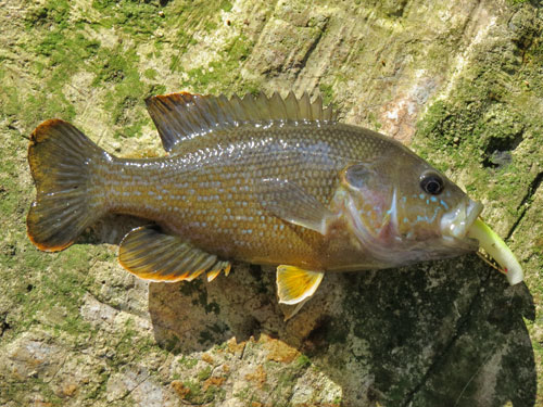 green sunfish