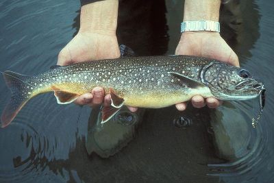 Lake Trout - great lakes