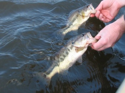 largemouth bass