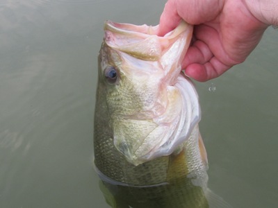 tidal river largemouth bass (LMB)