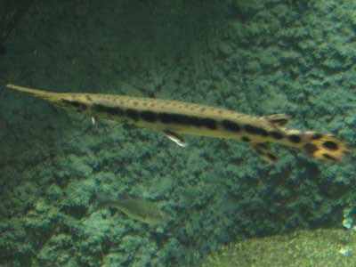 longnose gar