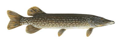 northern pike