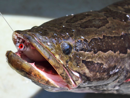 northern snakehead mouth and teeth