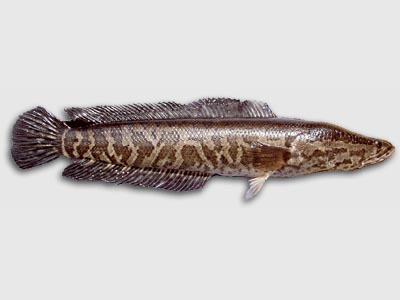 Northern Snakehead –