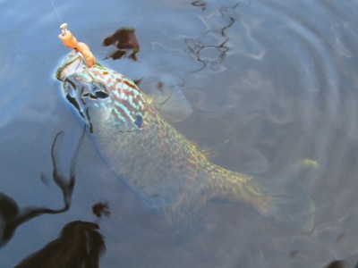 pumpkinseed sunfish