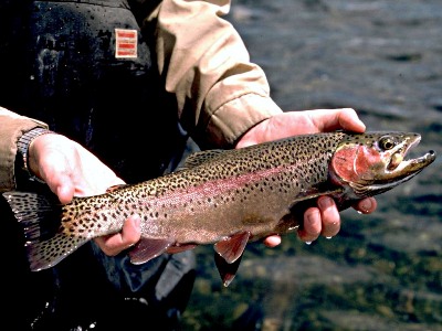 Rainbow Trout