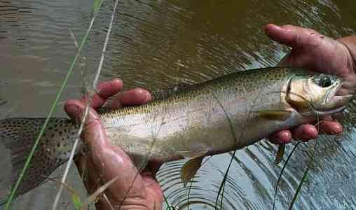 Rainbow Trout