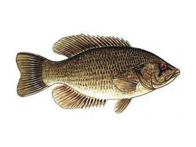 rock bass - redeye