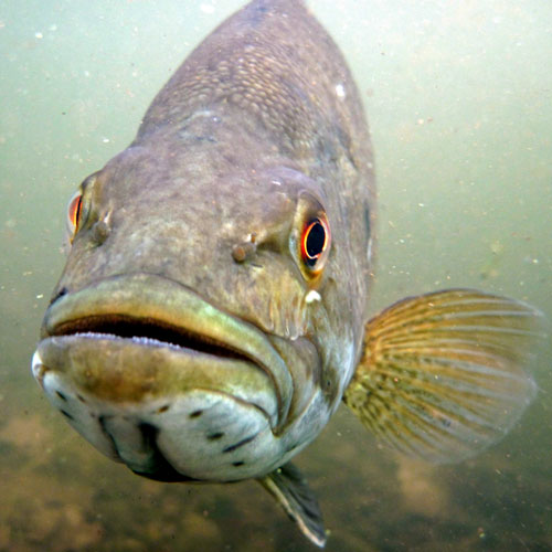 smallmouth bass aka bronzeback,, redeye