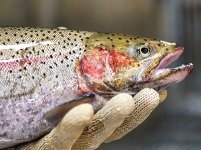 steelhead rainbow trout