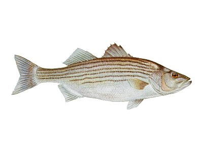 freshwater striper