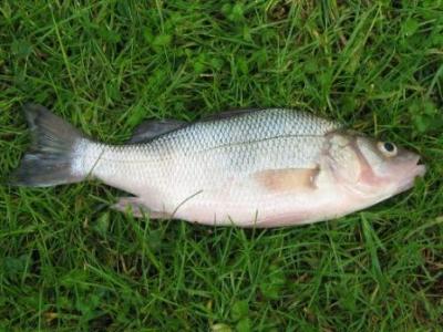 white perch