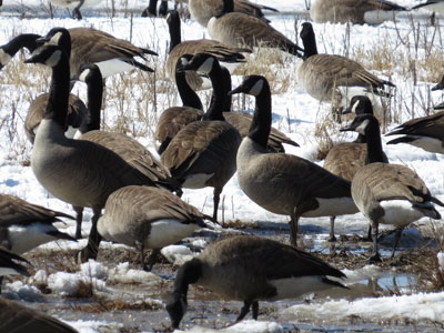 canada geese