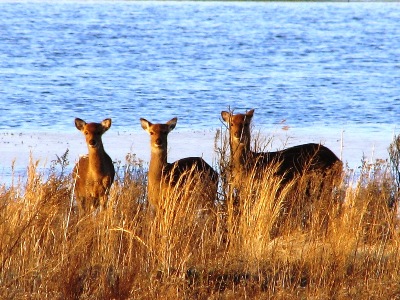 sika deer