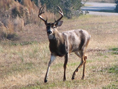 whitetail deer