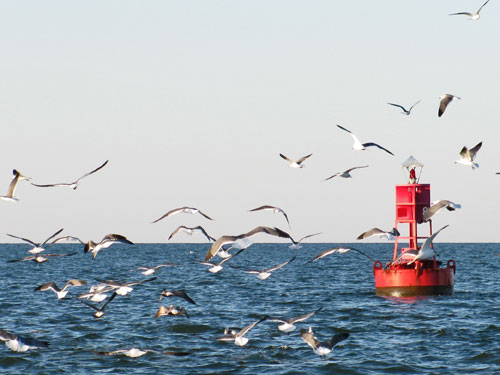 birds hovering over striped bass and other fish