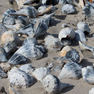 cape may nj seashells beach