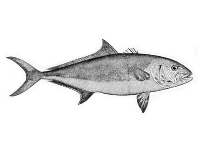 amberjack