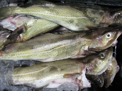 atlantic cod