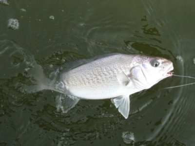 atlantic croaker fish