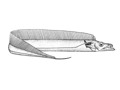 cutlassfish - ribbonfish