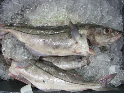 atlantic haddock