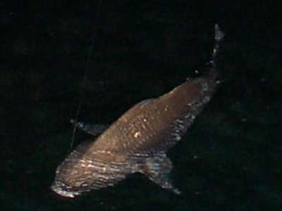 Black Drum caught at night