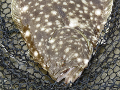 flounder fishing