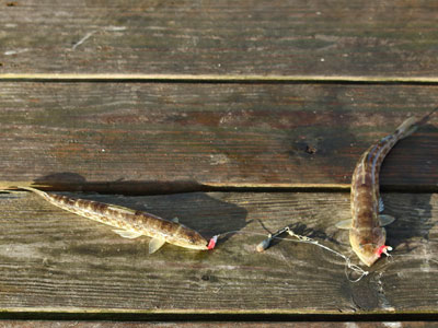 lizardfish