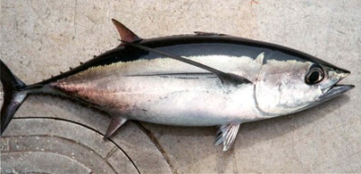 longfin albacore tuna
