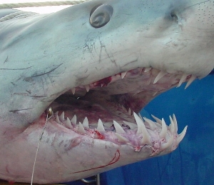 mako shark jaws