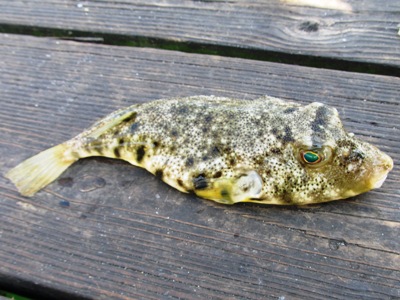 northern puffer, blowfish, or swelling toad