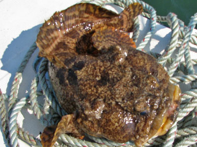 oyster toad fish
