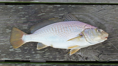 croaker fish