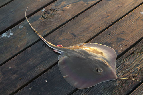 stingray