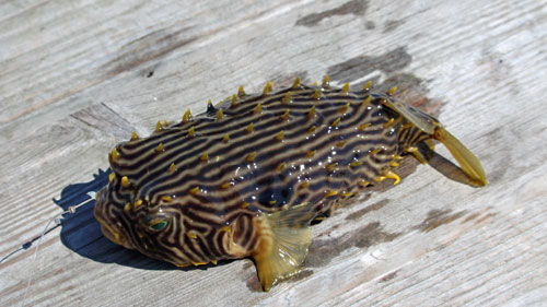 striped burrfish