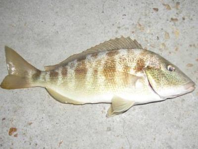 Pigfish