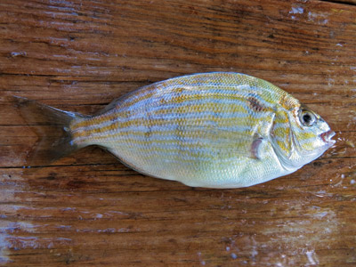 Pinfish –