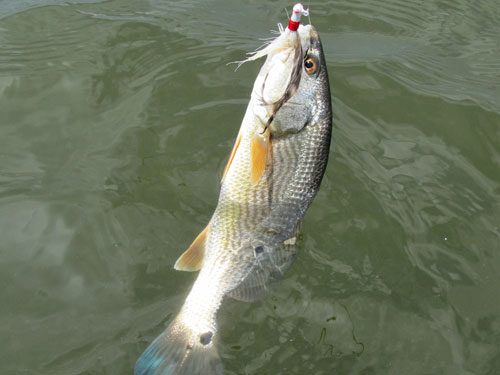 Red Drum – Redfish –