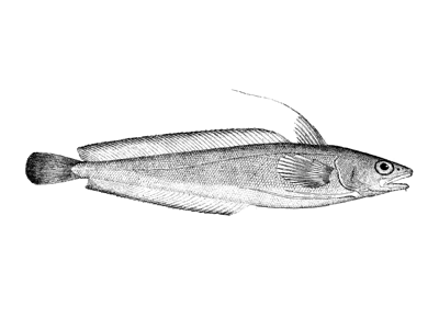 red hake fish (ling)