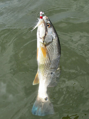 red drum