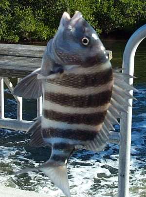 sheepshead fish