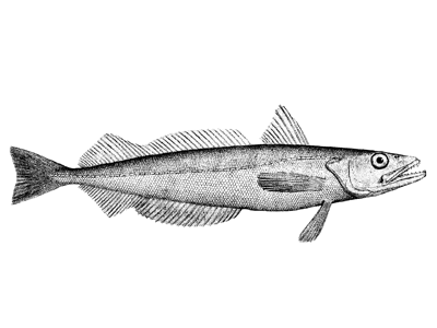silver hake - whiting