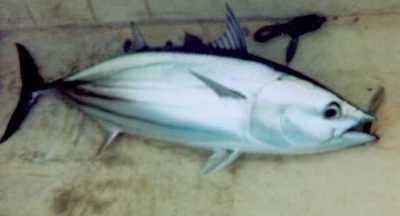 skipjack tuna