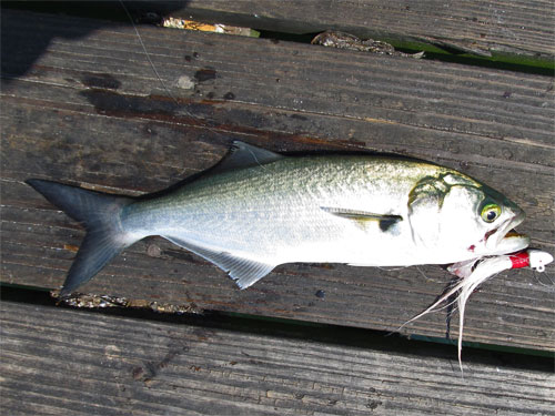 small bluefish