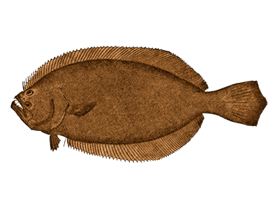 Southern Flounder