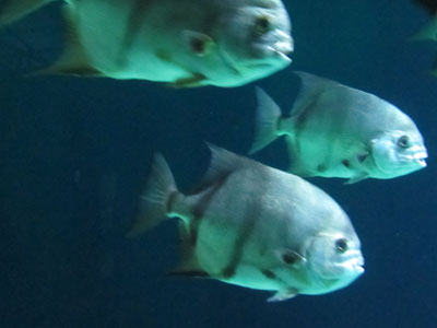 Spadefish