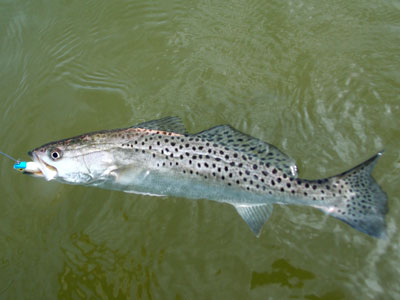 speckled trout - spotted seatrout
