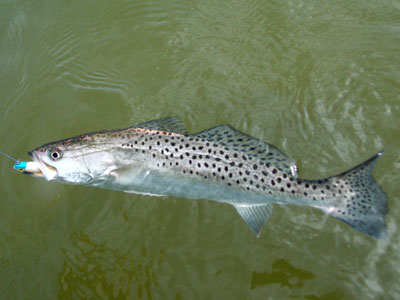 Speckled Trout