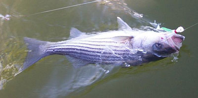 trophy striped bass